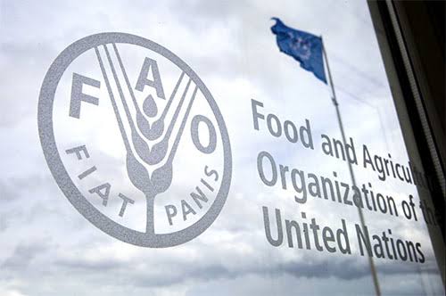 UN FAO is hiring: Apply for several career opportunities in communications and health