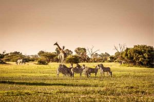 $12,000 Funds to Encourage the Progress of Wildlife Research , Apply now