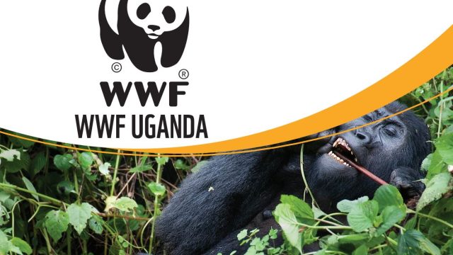 Job Opportunities : Check out these job opportunities at WWF Uganda