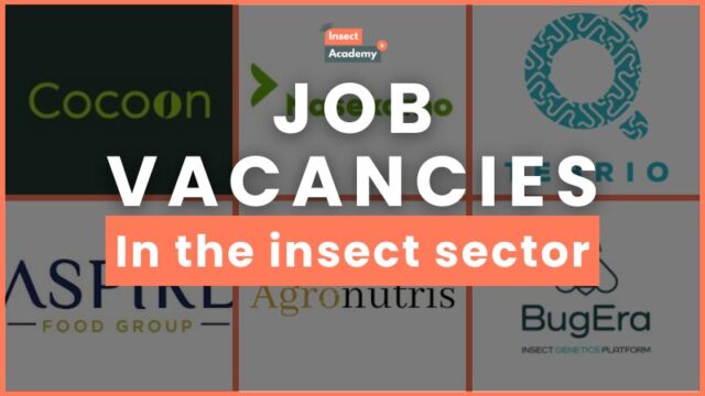 Check out these 12 Job vacancies and Paid Internships in the insect sector