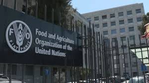 PAID INTERNSHIP : FAO Internship 2025 – Apply now