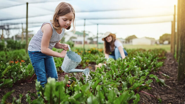 FUNDING : Apply for the Seeding The Future Global Food System Challenge 2025