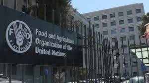 Apply for the 2025 FAO Internship Programme