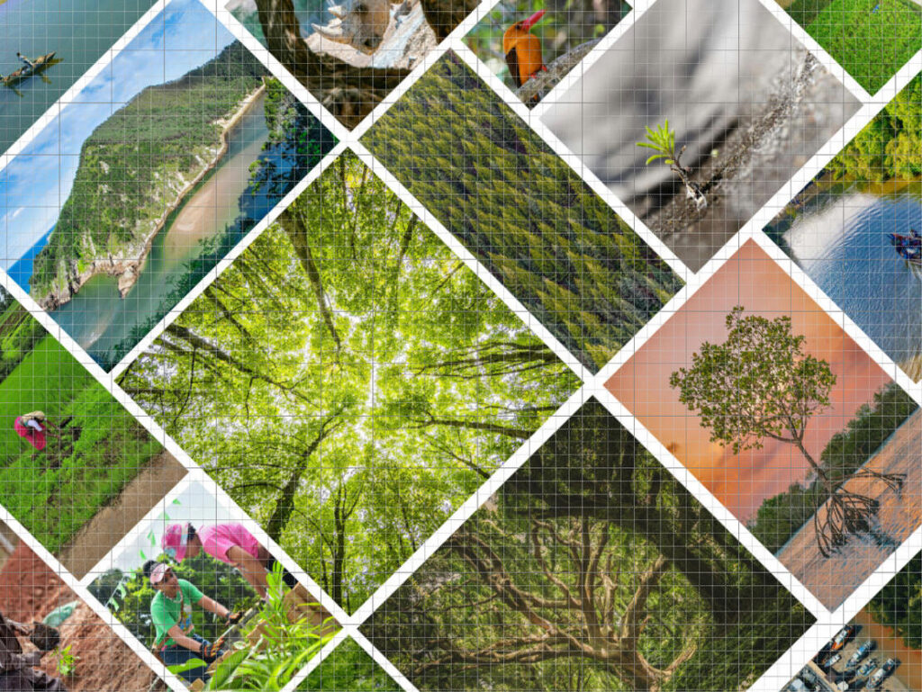 wald-if-launch-iucn-news-graphic-gridlines-comp_0